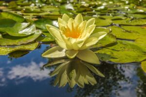 Wasserblume in einem Teich