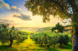 Camping in der Toscana