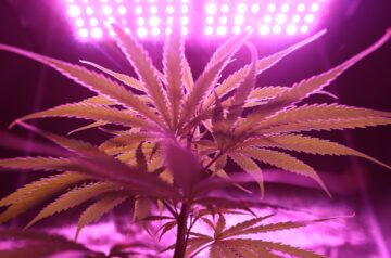 Cannabis und UV Licht