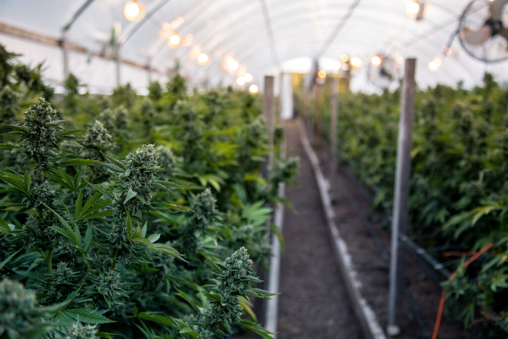 Marijuana Plantage für medizinische Zwecke