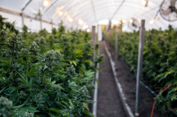 Marijuana Plantage für medizinische Zwecke