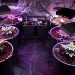 Cannabis Stecklinge_Anbau