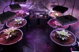 Cannabis Stecklinge_Anbau
