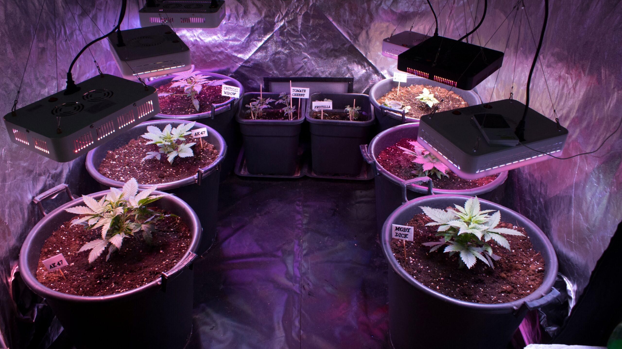 Cannabis Stecklinge_Anbau